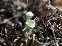 cladonia3